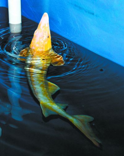 罕见金黄色中华鲟亮相武汉通体金黄绚烂夺目