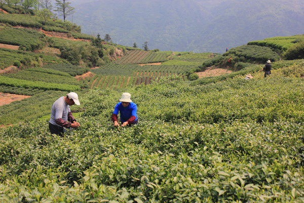 茶農採茶