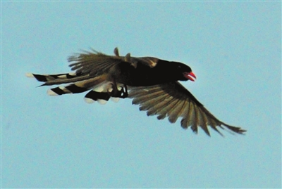 又见红嘴长尾鹊