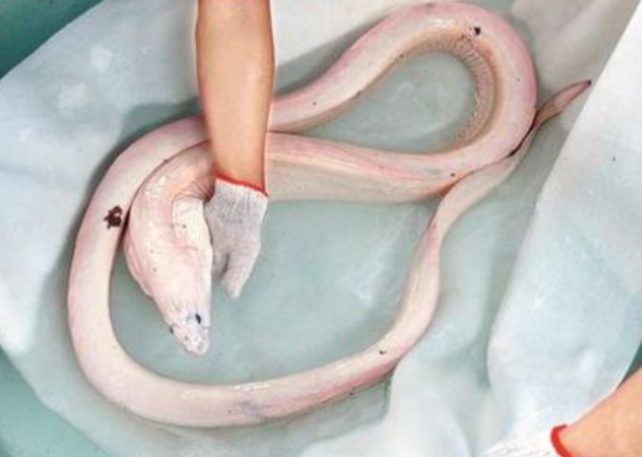 墨西哥浅海惊现罕见的活体白龙王巨大海蛇疑团解开