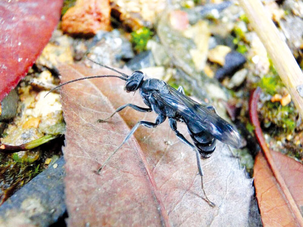 古田山发现蛛蜂新种——"蚁墙蜂"