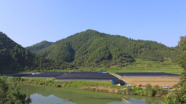 富户村新建牛蛙养殖场