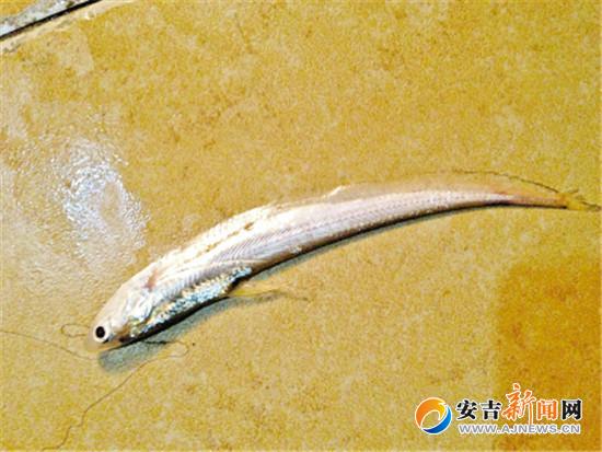 餐条鱼,这条小鱼略长,尾巴还有一段长长的鱼鳍,很有可能是"长江刀鱼"