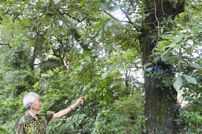 徐村有一树龄超400年榨子树