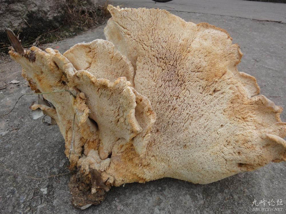 罕见大菌菇 只赏不敢尝