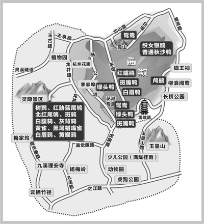 秋高气爽 带上地图 西湖边找鸟去