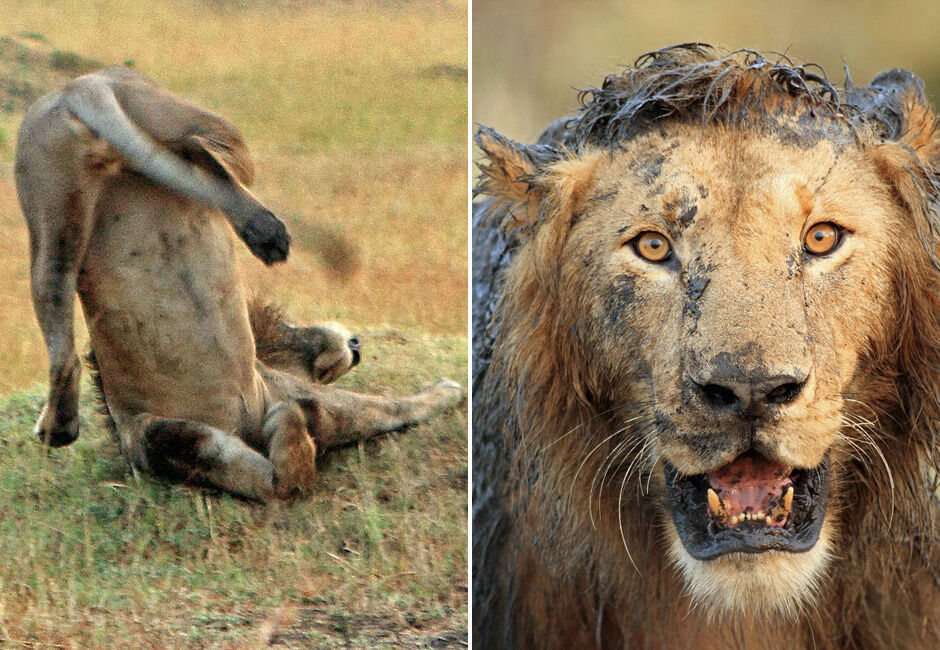 雄狮摔跤啃泥狼狈不堪