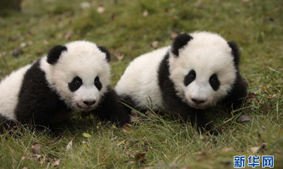 "全球首次大熊猫产仔及成长直播"主角获名"毛竹""毛笋"