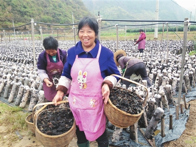 黑木耳種植基地--武義新聞網