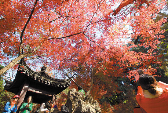 12月14日,在黄岩九峰公园,市民正用手机拍摄红枫叶.