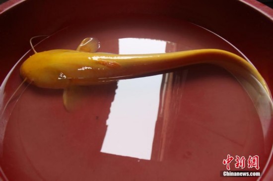 江西男子钓到罕见金黄色鲶鱼 通体晶莹剔透