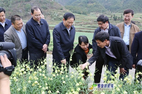 李强(左三)在新渥祠下浙贝母基地调研.金玉良摄