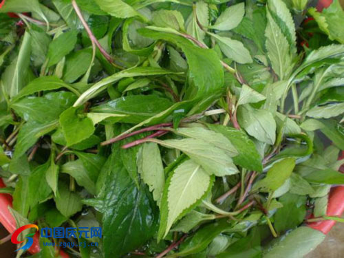 苦益菜:记忆中的"苦味""小时候,没有那么多好东西吃,春天吃的都是野菜