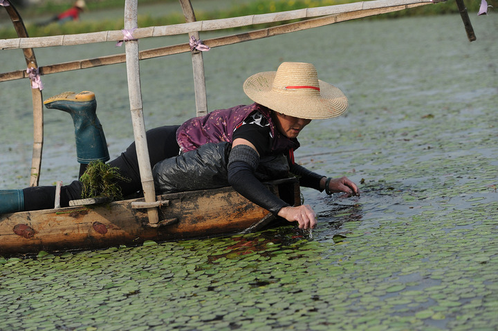 开眼界!西湖莼菜是这样采收的