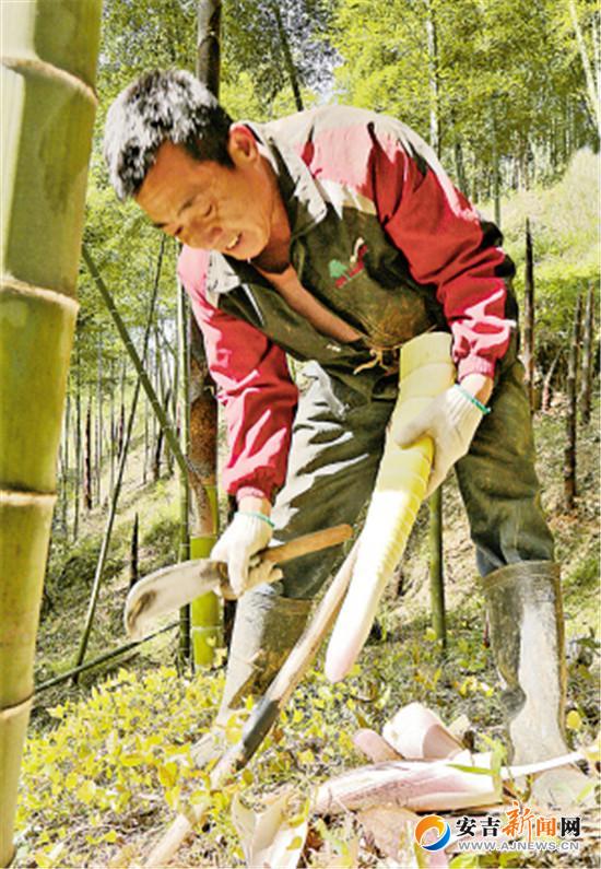 圖為村民勞勇文在林間剝筍殼