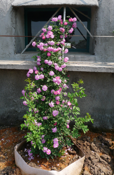 绿化新秀:会"爬墙"的月季