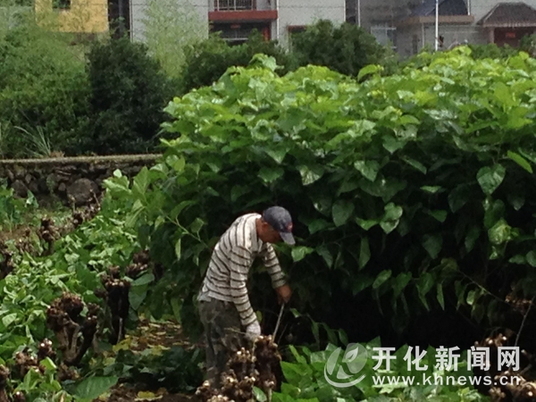 桑园夏伐备秋蚕--开化新闻网
