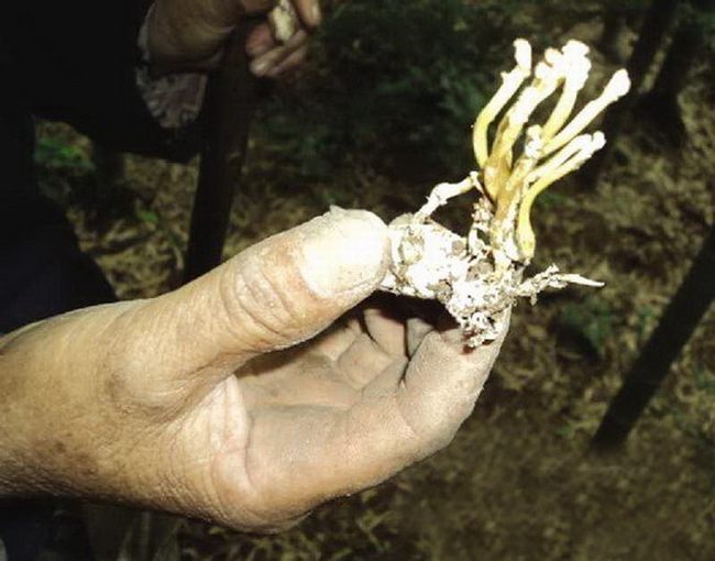 金华频道 新闻 民生 正文     "现在兴起挖金蝉花和吃金蝉花之风,但