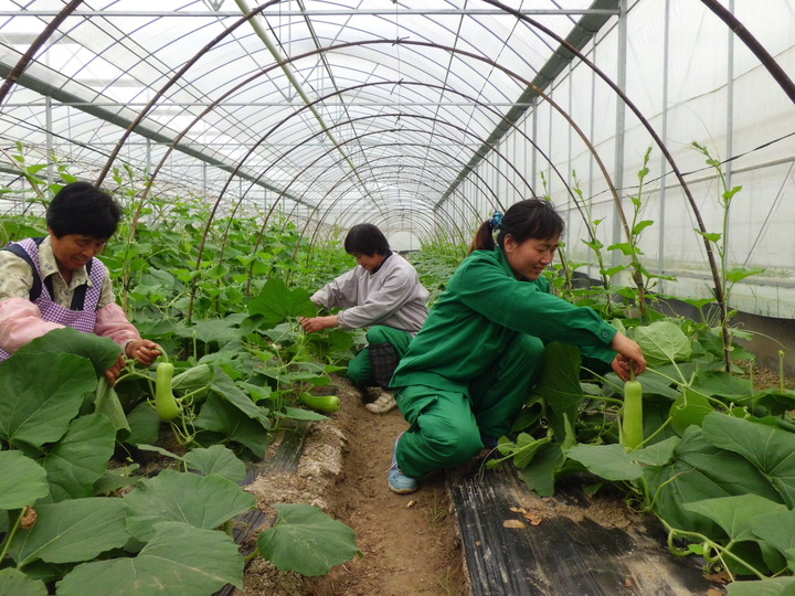 飞翼农业园的大棚