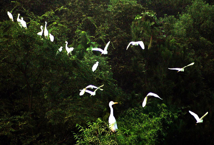 白鹭岛自然保护区
