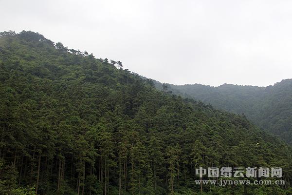 柏木林,_大山谷图库