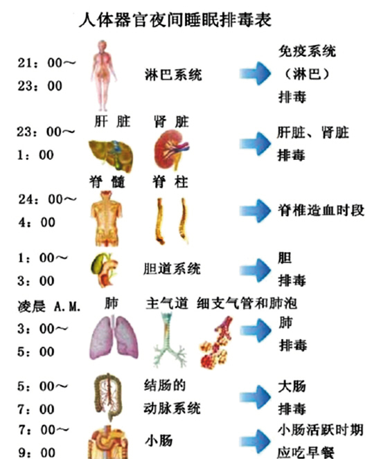 人体细胞更新周期图表图片