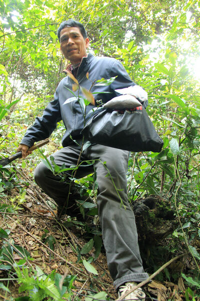 厚德载物敢为善成中国杂交金花茶之父