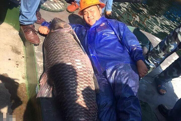 180斤新千岛湖鱼王命运如何?将被制作成标本