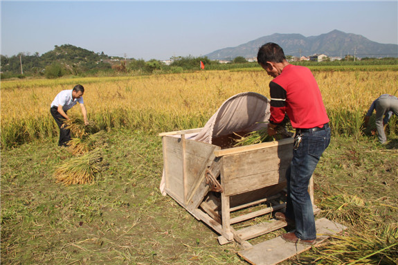镰刀一下割一茬,打稻机的滚筒飞快地转动,沉甸甸的稻束打在齿轮上,金