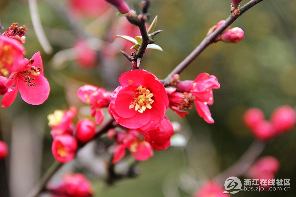 【行行摄摄】木桃树开花