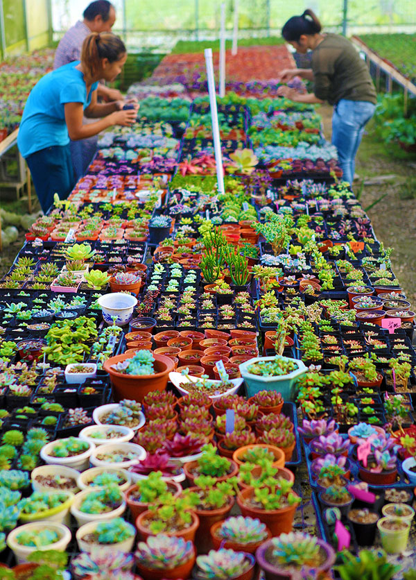 发展多肉植物,花卉苗木种植,并向游客开放花圃,实现多渠道增收