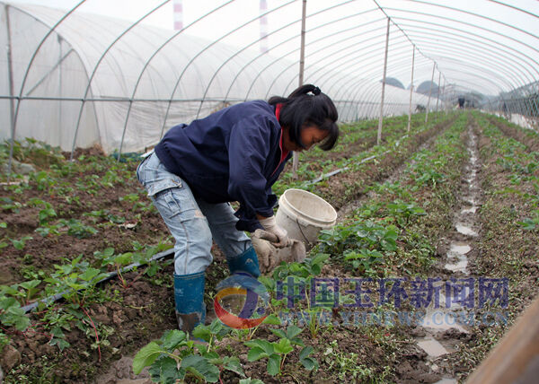 草莓地里果农除草松土管理忙