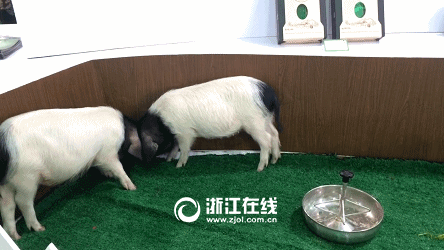 444_250gif 动态图 动图