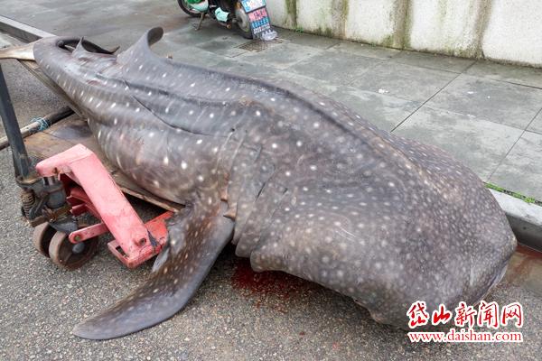 岱山渔民捕获1吨重金钱鲨