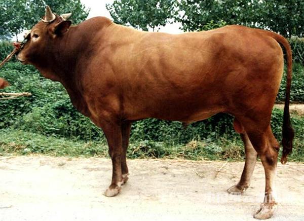 浙江在线 缙云新闻网 人文缙云 好溪文学 散文         老黄牛,是勤