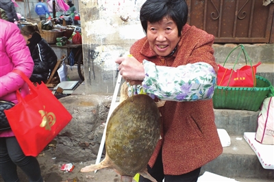 特大野生土鳖
