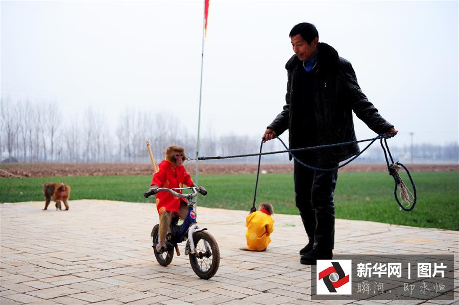 1月27日,在新野县樊集乡鲍湾村,耍猴人在驯猴子骑单车