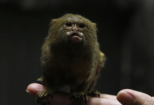 中国最小的猴子图片