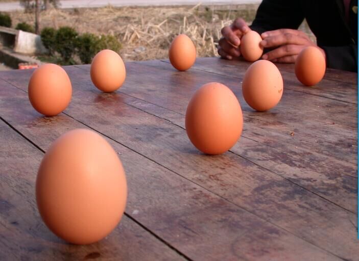 立鸡蛋的技巧图片