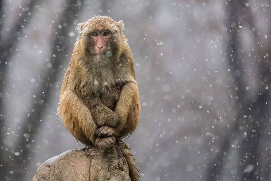 安徽淮北迎来2016年的第一场雪,淮北相山公园的猴子独立雪中
