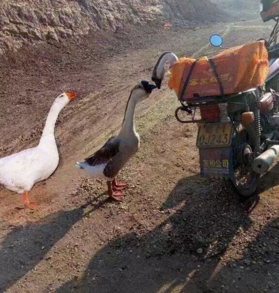 两只鹅吻别成"网红" 鹅主:都吃了 被宰食是归宿