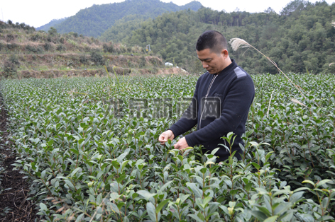 记者 李锦瑶 见习记者 龚隆淼 通讯员 叶菁菁从对茶叶的种植,制作一