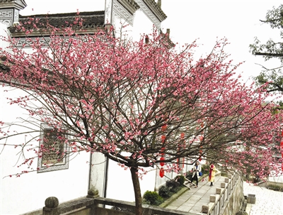满园梅花醉游人