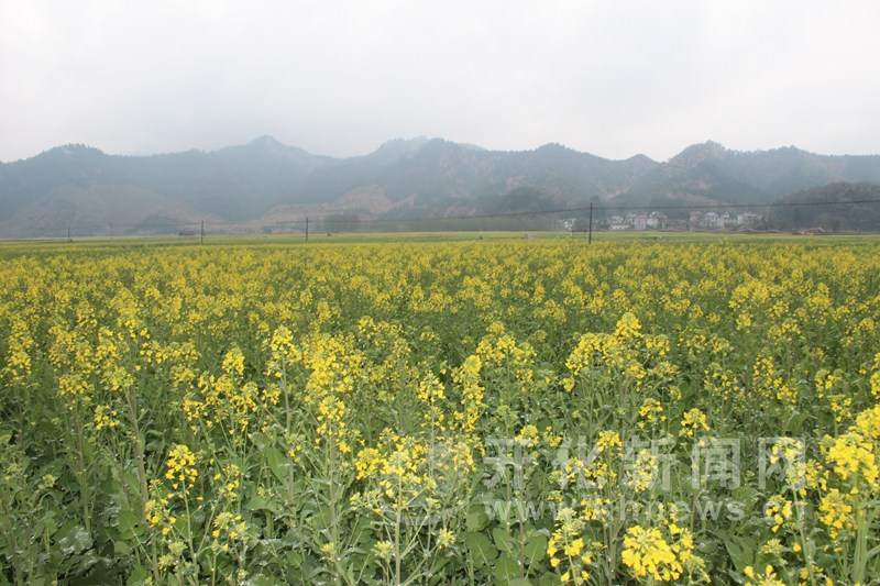 立江畈千亩油菜花即将迎来盛花期