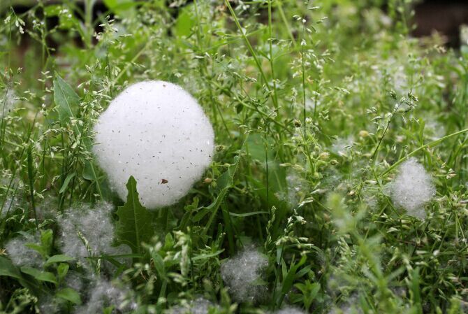 柳絮飞花 春天扑面而来
