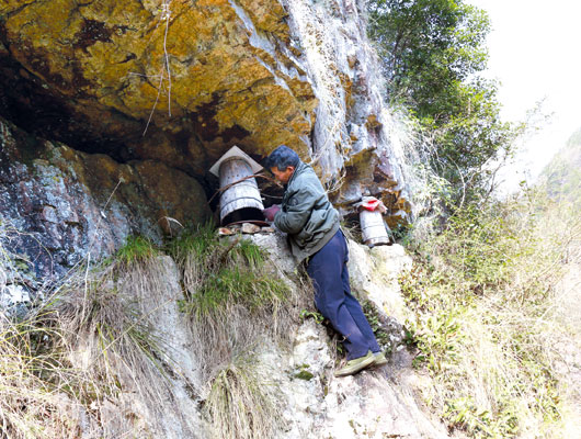 为了能采到最纯正的蜂蜜,老陈把土蜂箱放在一些悬崖峭壁上.