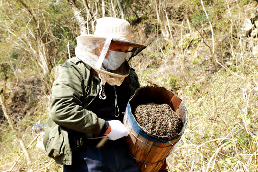 大山里的养蜂人
