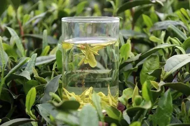 得夏宝龙书记亲自品尝称赞的仙茗玉环火山茶