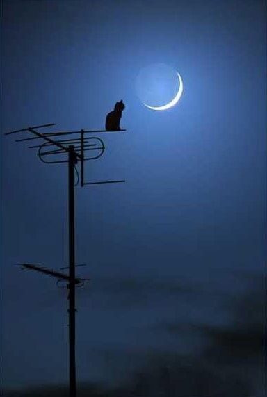金华的猫喜欢蹲踞屋顶看月亮