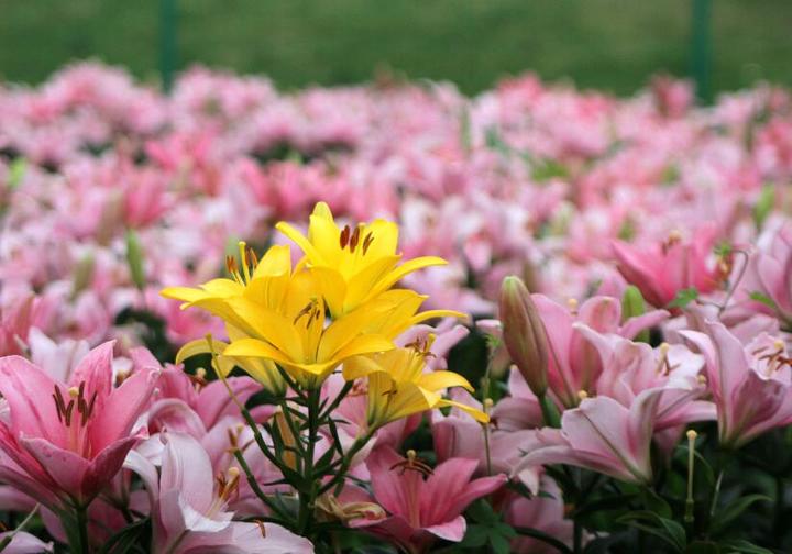 金華市首屆百合花節的現場 本文照片由時補法 攝